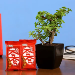 Jade Plant With Kit Kat Chocolate