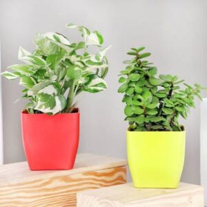 Jade & Pothos  Combo