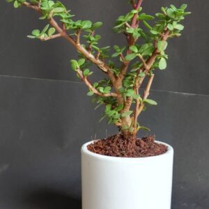 Jade plant in white ceramic pot
