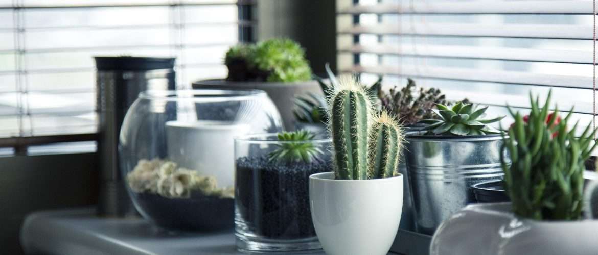 How to Take Care of Indoor Plants – Beginner’s Guide