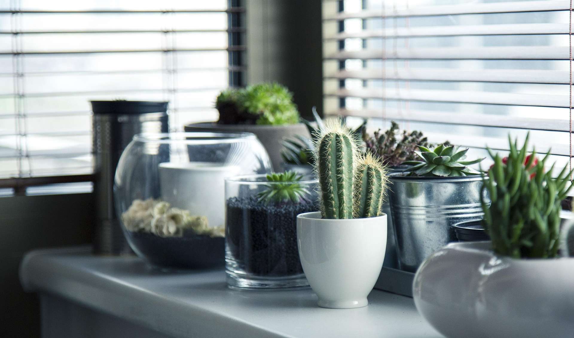 How to Take Care of Indoor Plants – Beginner’s Guide