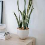 Top Air-Purifying Plants You Should Have at Home