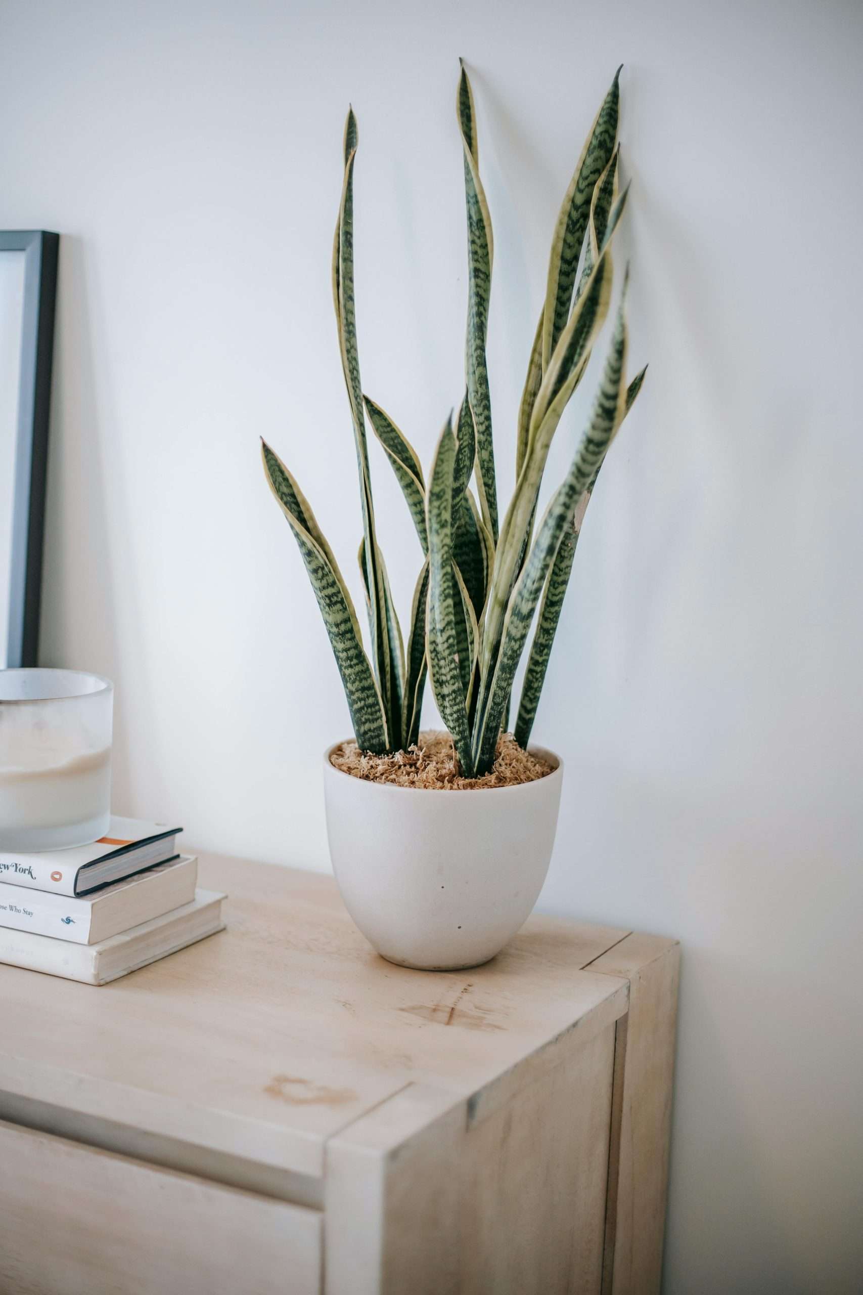 Top Air-Purifying Plants You Should Have at Home