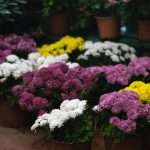 Plants vs Flowers: Which Makes a Better Gift? | Best Gifting Ideas – Flower Fairy