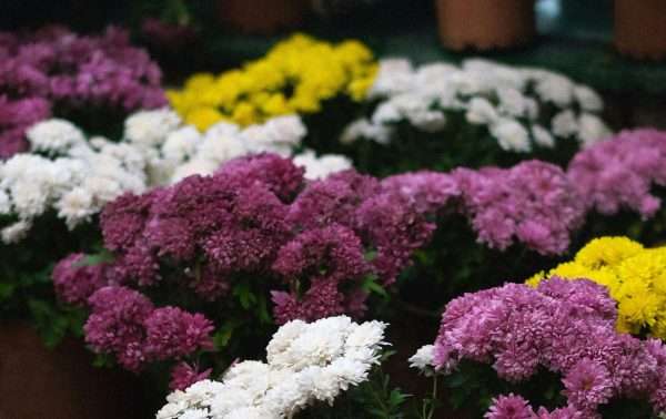 Plants vs Flowers: Which Makes a Better Gift? | Best Gifting Ideas – Flower Fairy