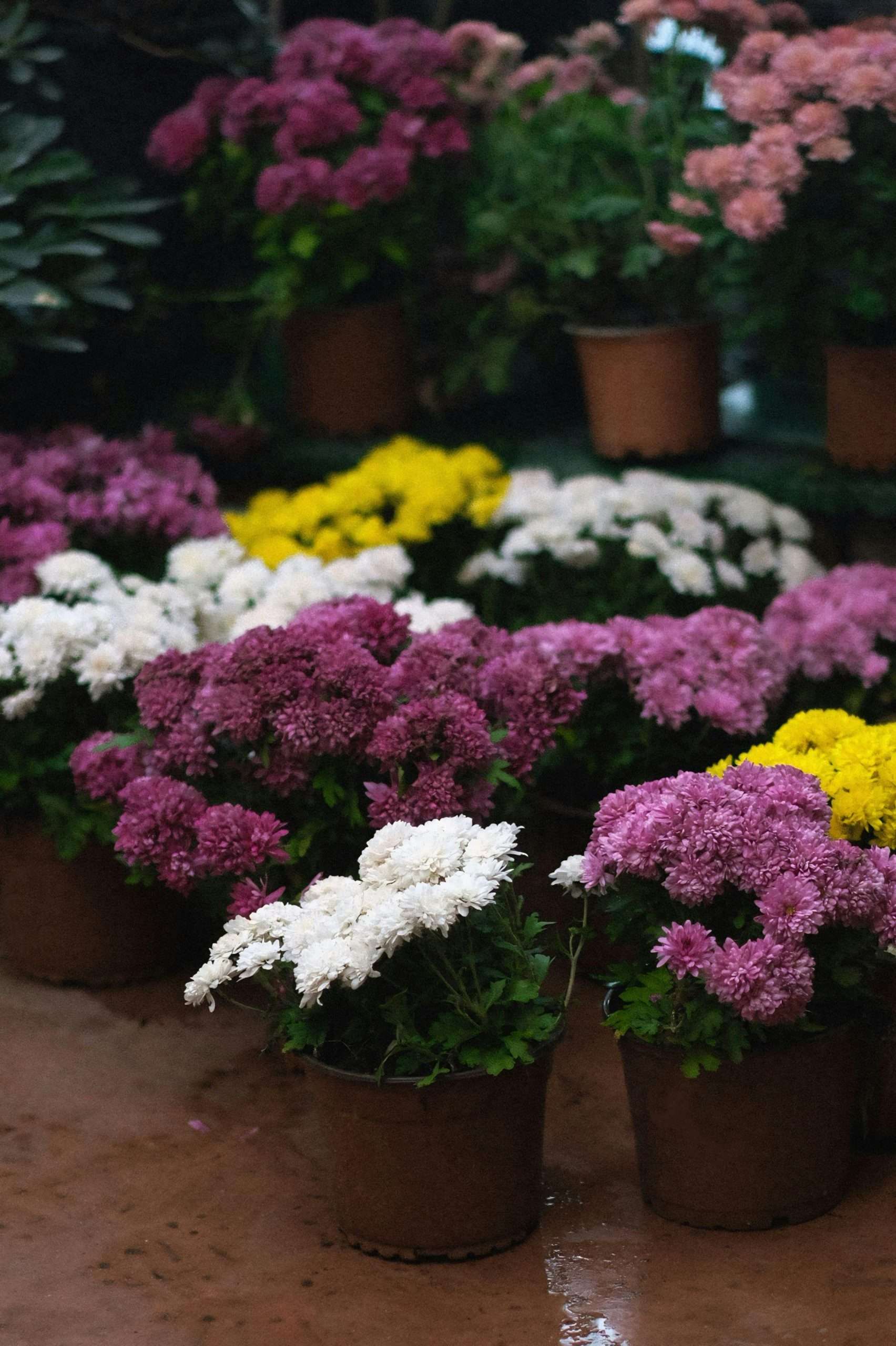 Plants vs Flowers: Which Makes a Better Gift? | Best Gifting Ideas – Flower Fairy
