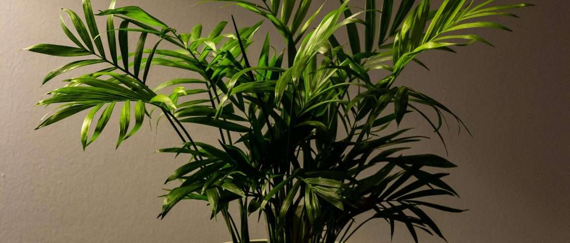 Lucky Plants That Bring Positivity & Good Vibes