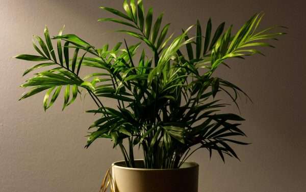 Lucky Plants That Bring Positivity & Good Vibes