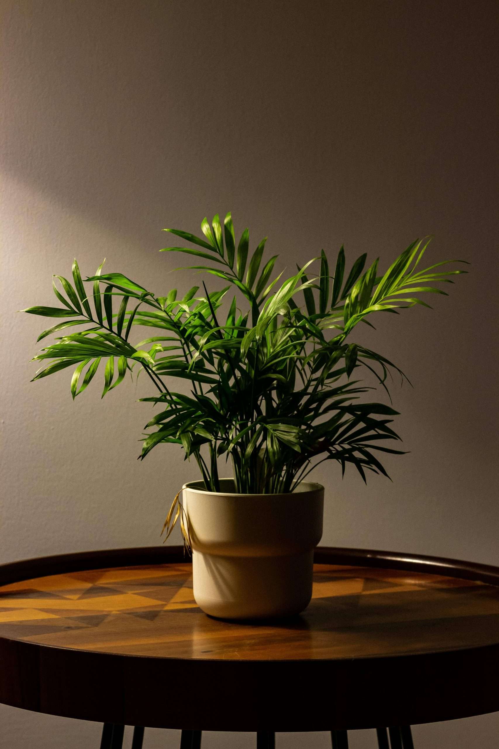 Lucky Plants That Bring Positivity & Good Vibes